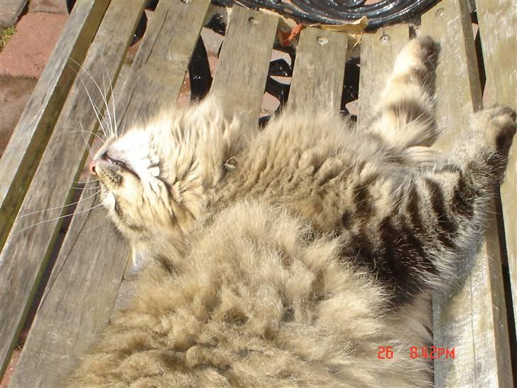 Blanding af racer Gucci - At slikke solskin er slet ikke så ringe endda. billede 6