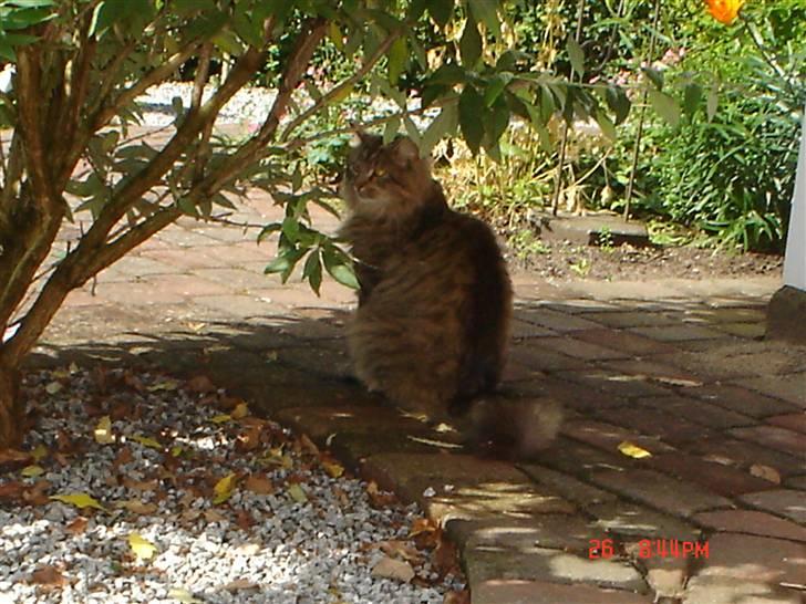 Blanding af racer Gucci - Puha så varmt det er - sidder lige i skyggen lidt billede 7