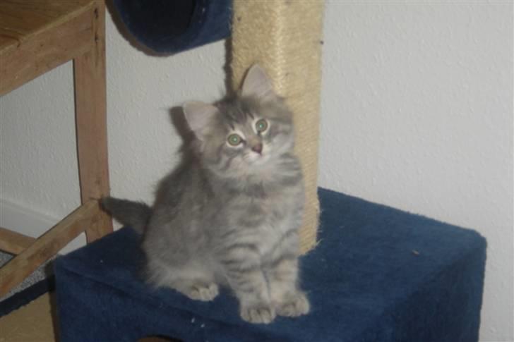 Norsk Skovkat Silver - Dette var en af billederne jeg modtog på mail, inden vi hentede ham...Yndig! billede 1