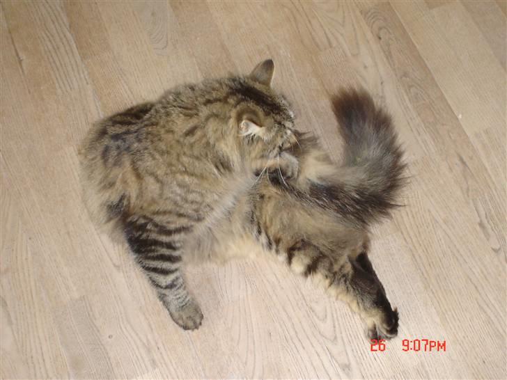 Blanding af racer Gucci billede 12