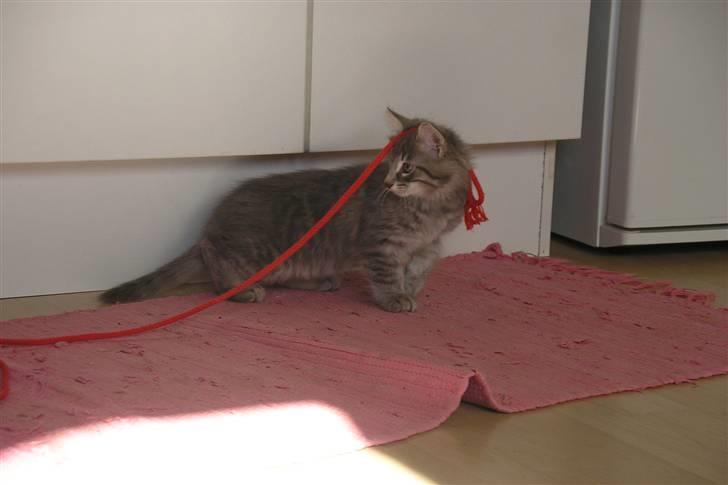 Norsk Skovkat Silver - Dagen efter han flyttede ind. Meget opmærksom på nye lyde!!! billede 2