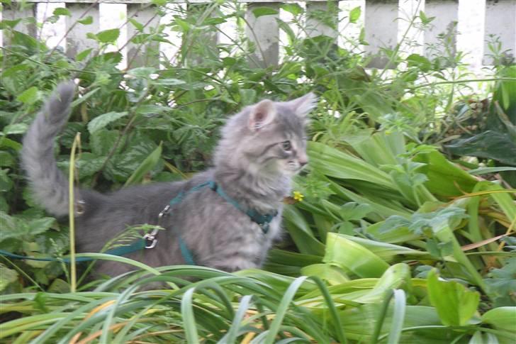 Norsk Skovkat Silver - Første besøg i haven...vældig interessant. billede 3
