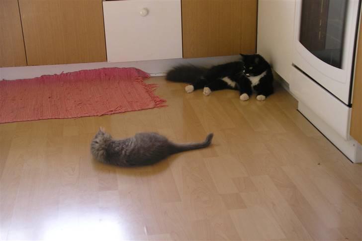 Norsk Skovkat Silver - Her sammen med min hunkat som er 6 mdr. ældre, hun er halv norsk skovkat. billede 4