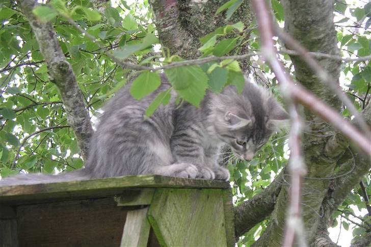 Norsk Skovkat Silver - Her ses det hele lidt fra oven...billedet er fra idag. billede 5