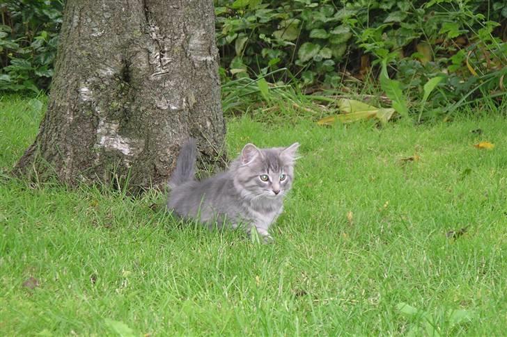 Norsk Skovkat Silver - Så er vi klar til leg med de andre 2. billede 6