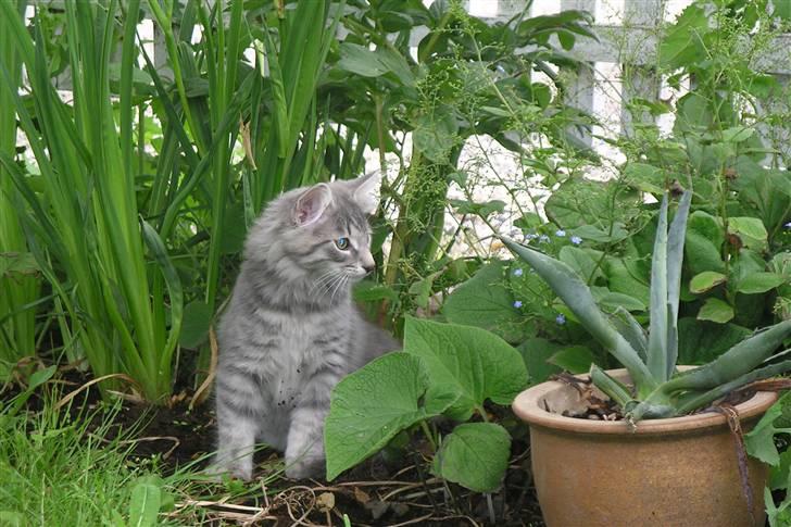 Norsk Skovkat Silver - Stadig på udkig i haven....mon der er noget spændende? billede 7