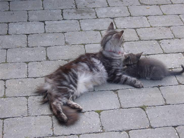 Maine Coon Flora - Flora billede 1