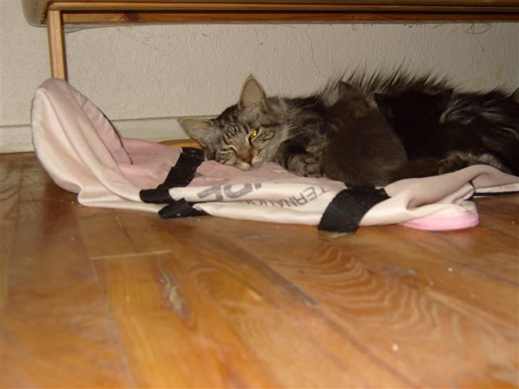 Maine Coon Flora - Trætte Flora billede 2