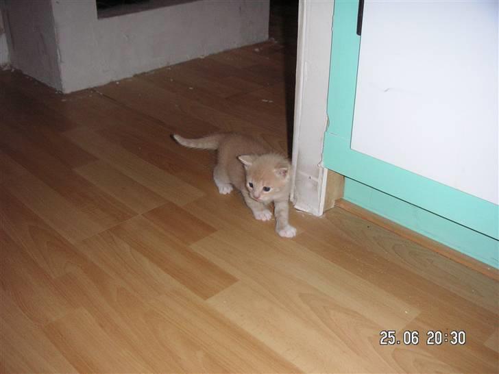 Blanding af racer Pjump billede 9