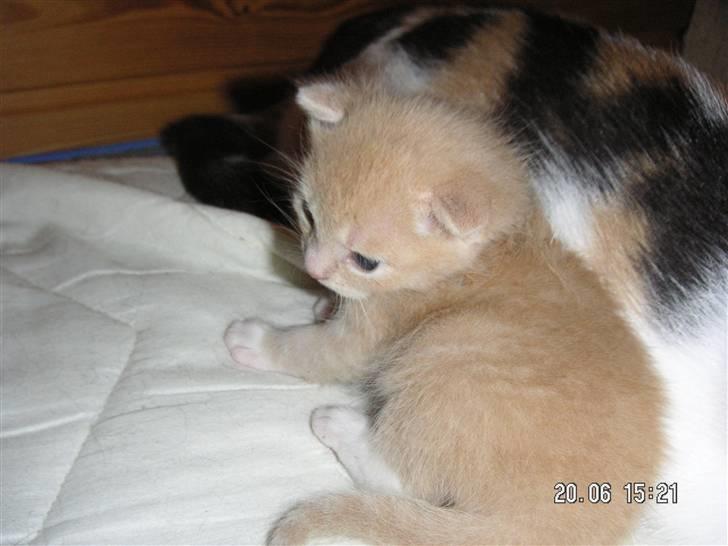 Blanding af racer Pjump billede 10