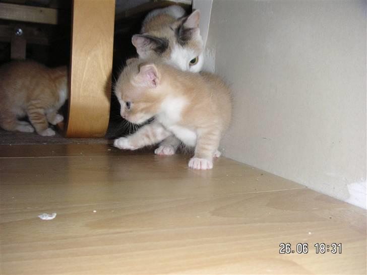 Blanding af racer Pjump billede 11