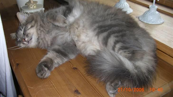 Norsk Skovkat    Loke DØD billede 10