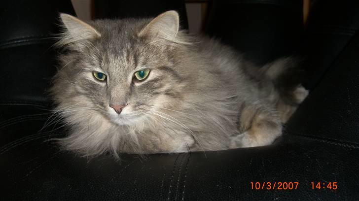 Norsk Skovkat    Loke DØD billede 15