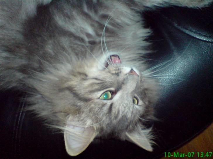 Norsk Skovkat    Loke DØD billede 17