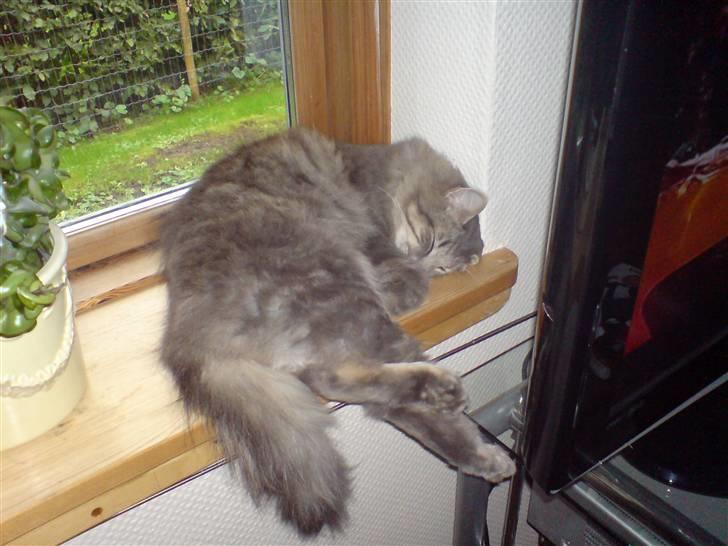 Norsk Skovkat    Loke DØD billede 20