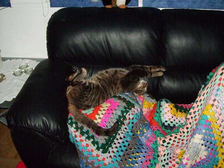 Huskat Carlo - Tja, selv katte beder til GUD  billede 5