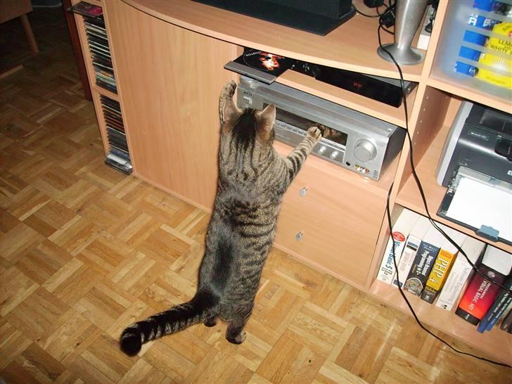 Huskat Carlo - Skal vi slås? billede 6