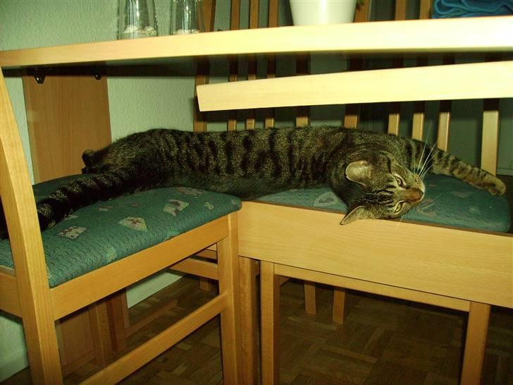 Huskat Carlo - Se hvor lang JEG kan blive :-) billede 7