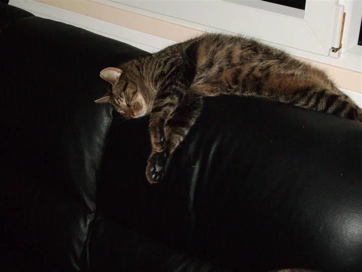 Huskat Carlo - Sover så godt, at jeg ikke bemærker at jeg er ved at falde ned.  billede 8