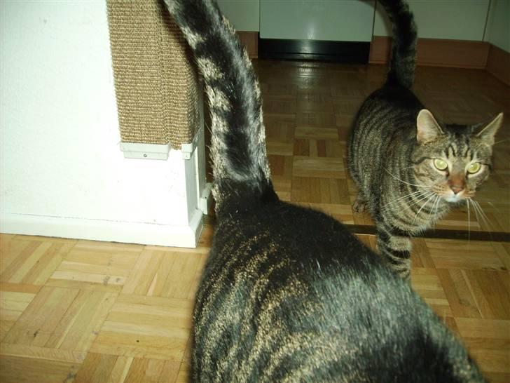 Huskat Carlo - Ihhhh Walther flut din numse - kan jo ikke komme frem :-P billede 9