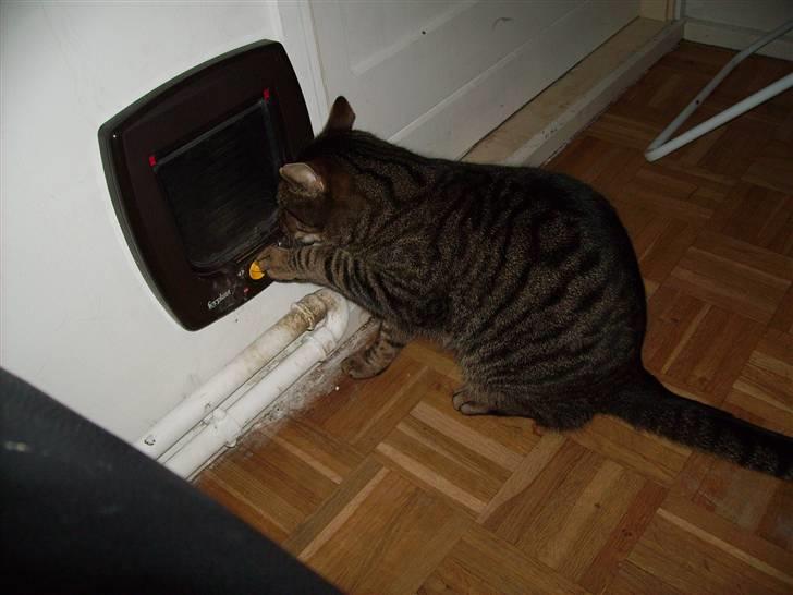 Huskat Carlo - Hvis man ikke kan bruge hovedet, må man bruge benene :-P billede 10