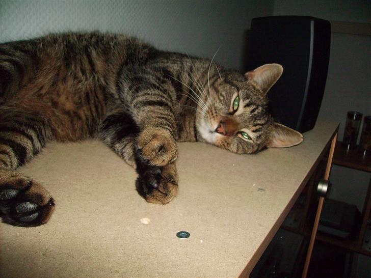 Huskat Carlo - Ahh elsker at sove på reolen, hvor der er fred og ro  billede 11