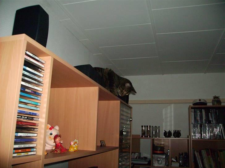 Huskat Carlo - Nøj, hvad sker der dernede?  billede 12