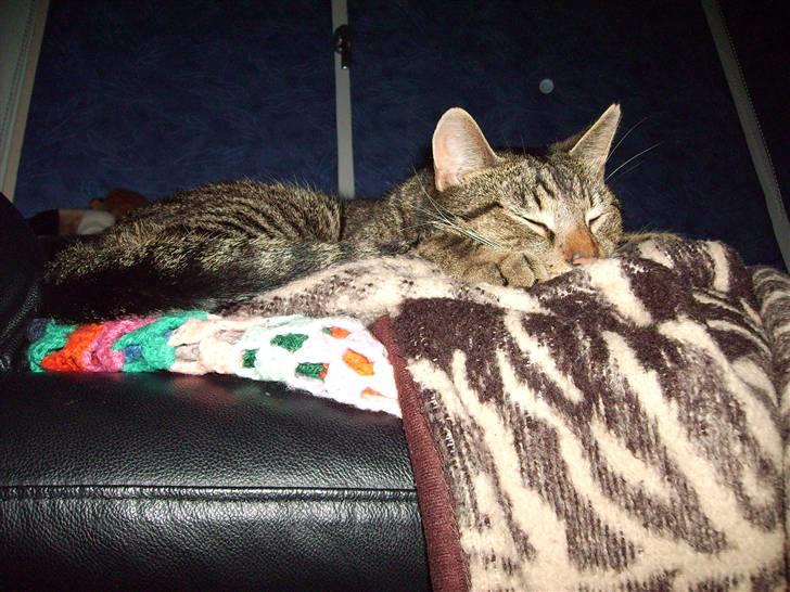 Huskat Carlo - Skønt at putte på sofaen med begge tæpper ...  billede 13