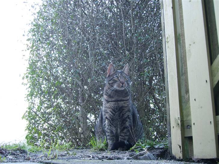 Huskat Walter - Elsker at sidde udenfor og følge med i hvad der sker  billede 14