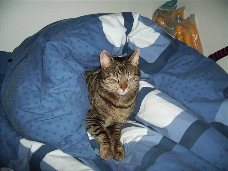 Huskat Walter - Ahh endelig har jeg dynen for mig selv :-P billede 15