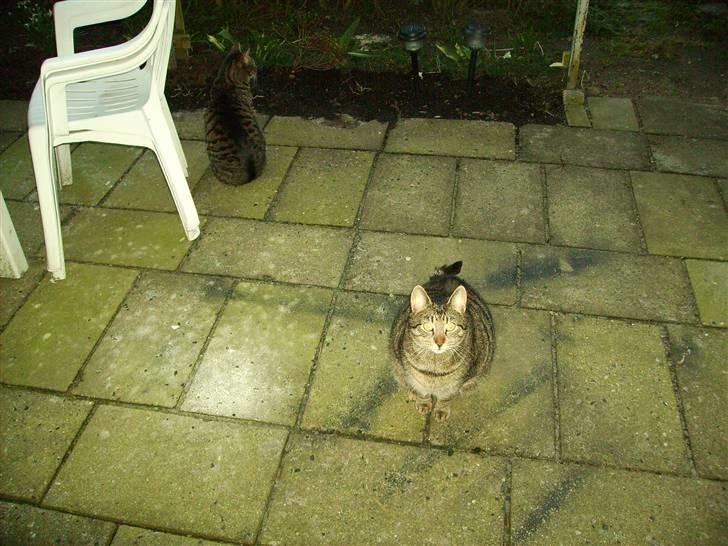 Huskat Walter - Hej - hvad laver du?  billede 16