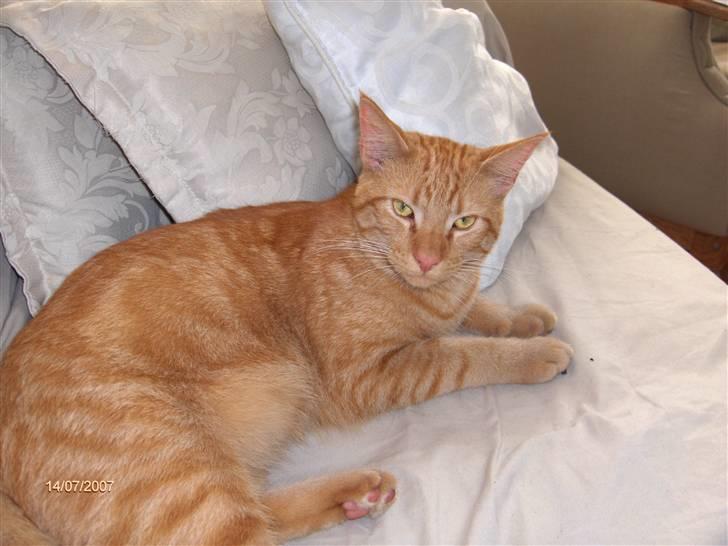 Blanding af racer Diego - Jeg er da for nuser. billede 1