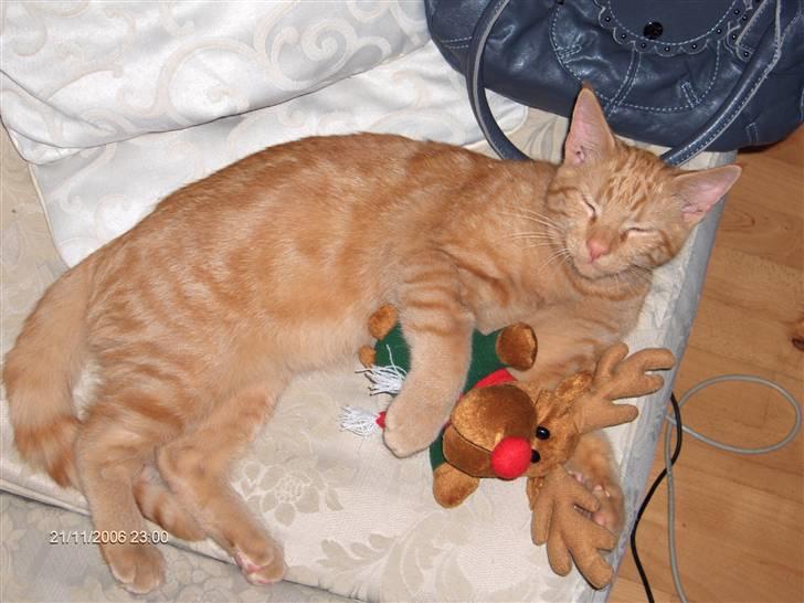 Blanding af racer Diego - Putter lige med en bamse..  billede 2