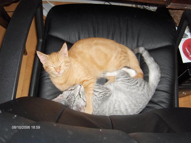 Blanding af racer Diego - Det er sjovt at lege i stolen sammen med min søster. billede 3