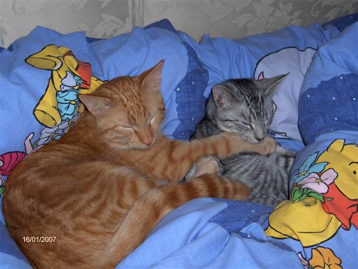 Blanding af racer Diego - Og at putte sengen - det er bare det bedste. billede 4