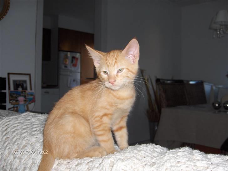 Blanding af racer Diego - Er jeg ikke sød - måske lidt træt. billede 5