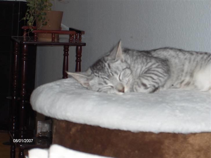 Blanding af racer Chili - Er jeg er ikke bare smuk??!! billede 1