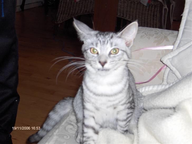 Blanding af racer Chili - Det er altså tarveligt at tage billeder, når man lige er vågnet!! billede 2