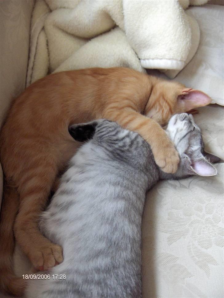 Blanding af racer Chili - Vi krammer lige lidt - Diego og jeg. billede 3