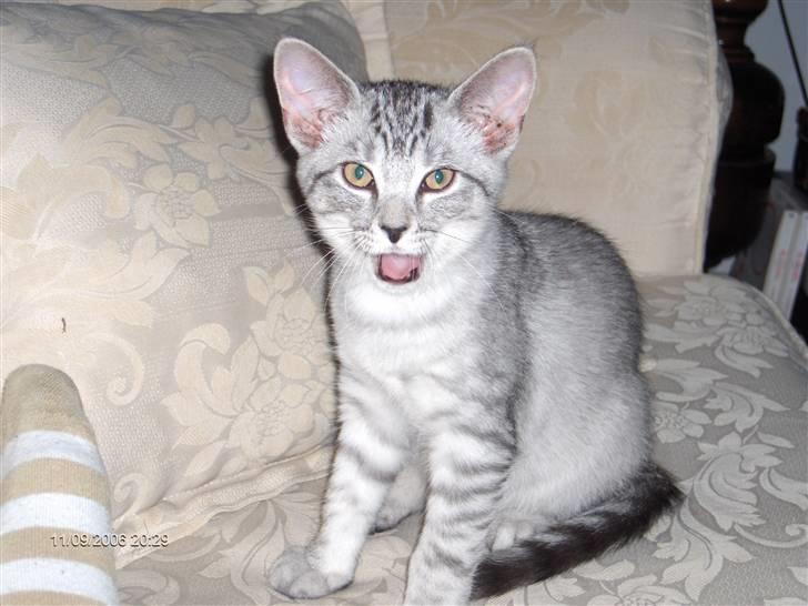 Blanding af racer Chili - Wrow - jeg er farlig. billede 4