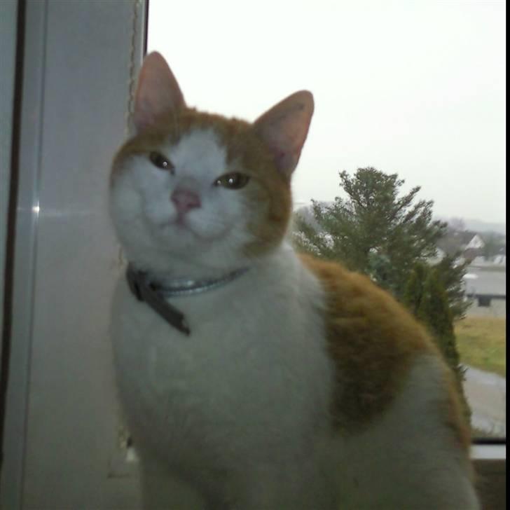 Huskat Asger  billede 9