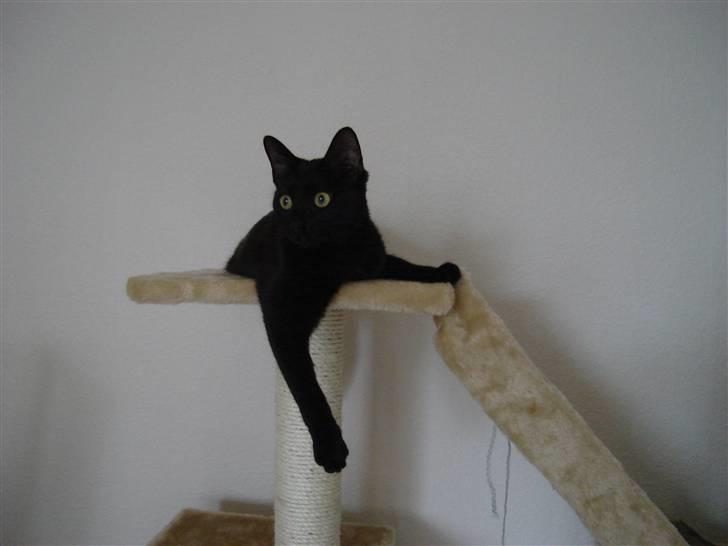 Huskat kahlua - Dronning kahlua på sin trone billede 13