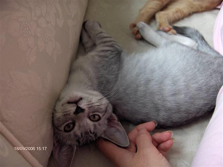 Blanding af racer Chili - Hej!!  billede 5