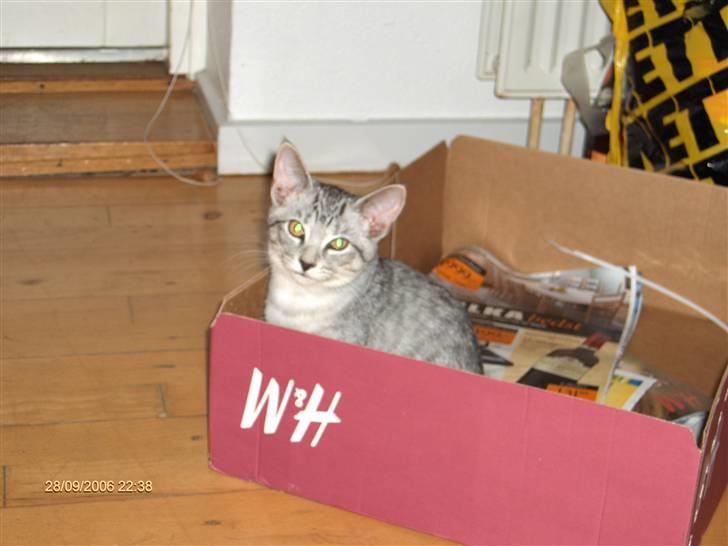 Blanding af racer Chili - Eeeeeelsker kasser..  billede 6