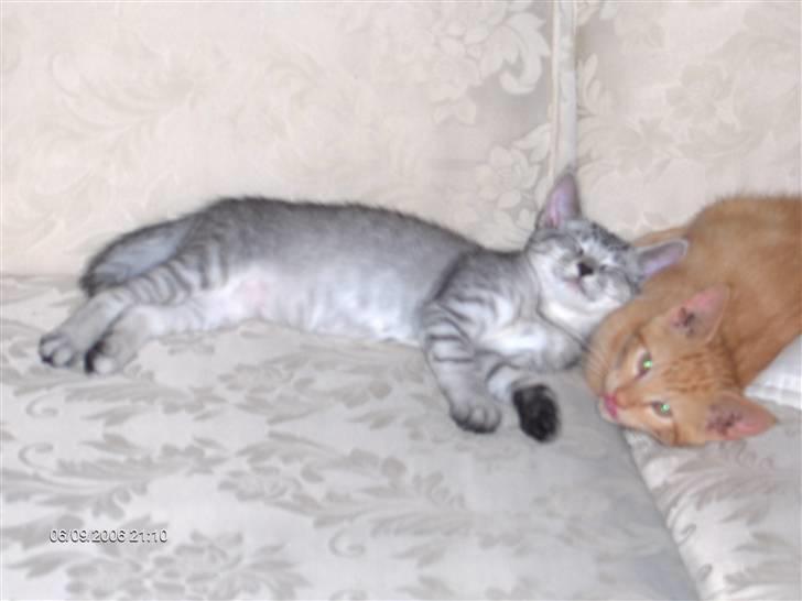 Blanding af racer Chili - Det er så dejligt at være 2. billede 7