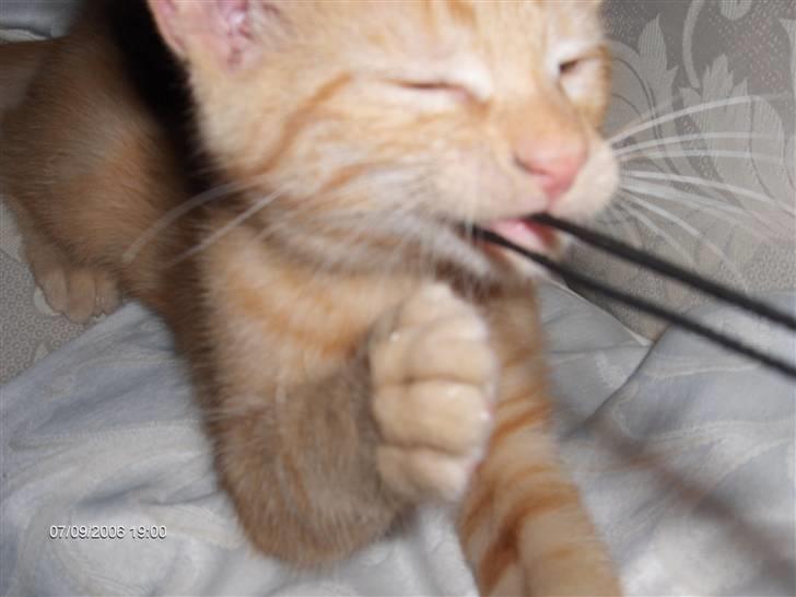 Blanding af racer Diego - Yes en snor!!! Grrrrr... billede 6