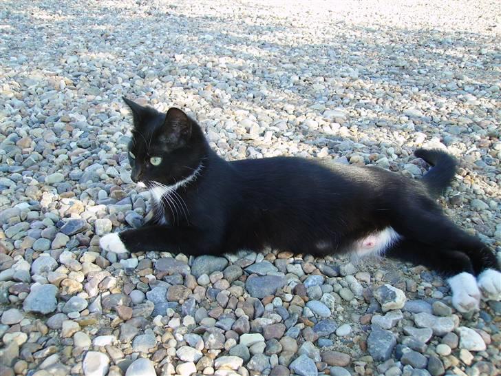 Huskat Mille billede 9