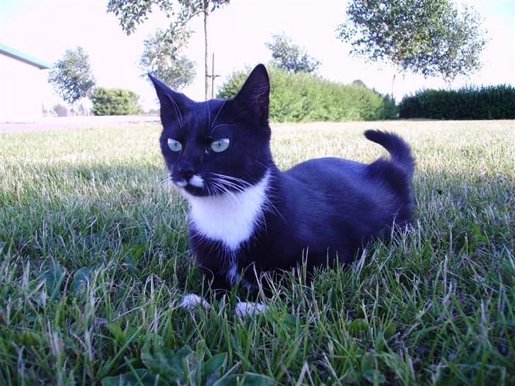 Huskat Mille billede 10