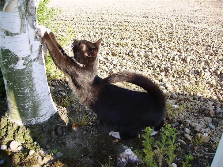 Huskat Mille billede 11