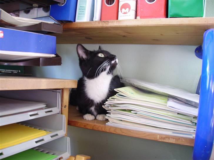 Huskat Mille - Uha.. sikke alle de ting der er her.. men det er sjovt at gemme sig :o) billede 12